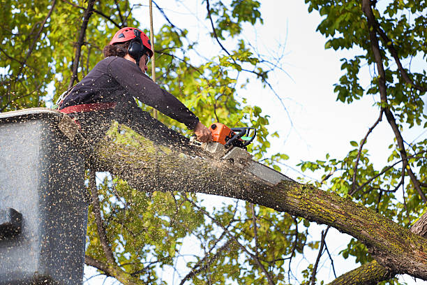 Mulching Services in Ketchikan, AK